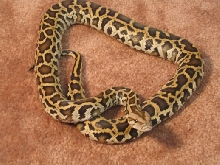 Triple het burm (granite, green, albino)