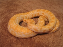 double het albino burm (green, granite)