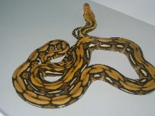 tiger retic male het albino