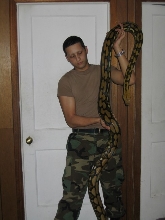 02 tiger het female