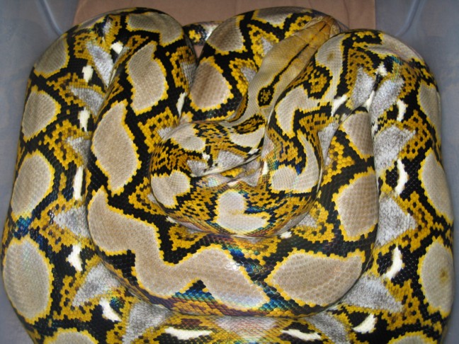 02 het female