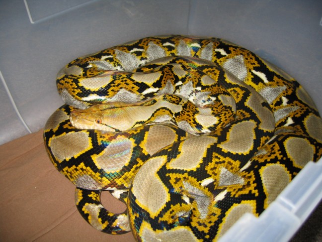 02 het female
