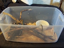 Carpet in old 50G cage
