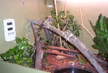 Python in Cage