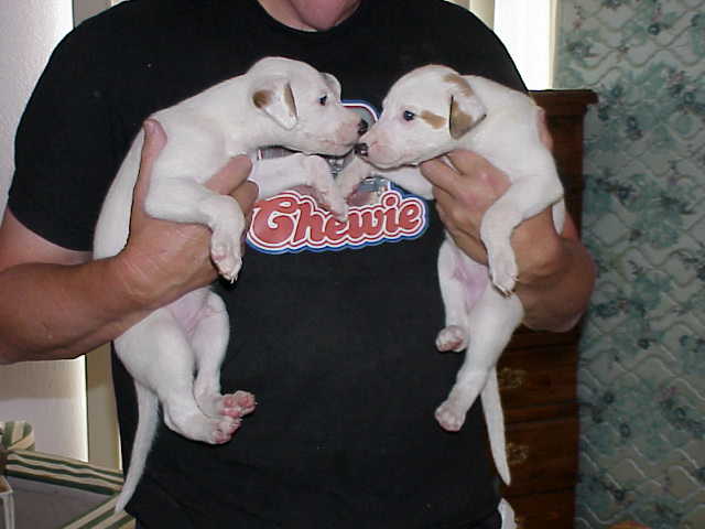 my greyhound pups