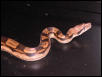 CA Motley Male