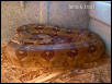 Hypo Female