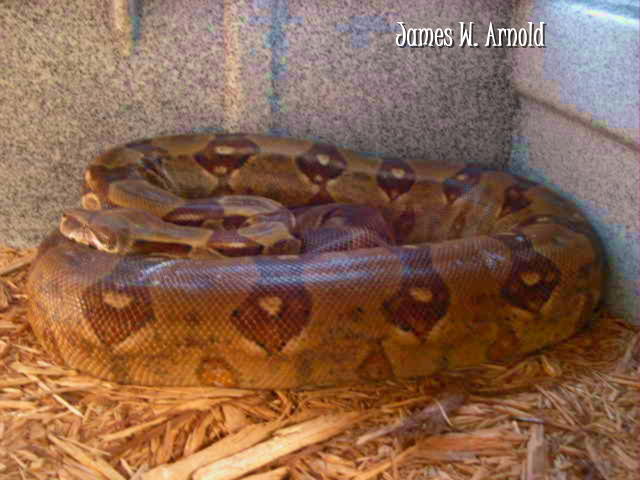 Hypo Female