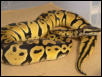Pastel Male