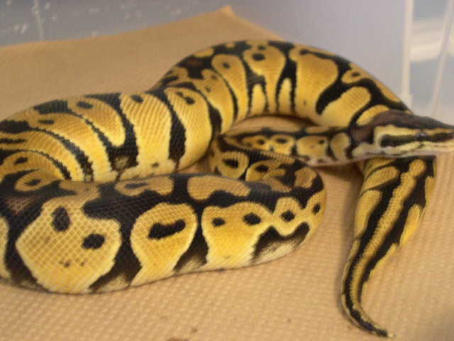 Pastel Male