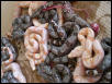 albino litter
