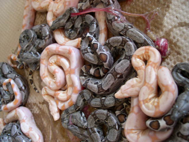 albino litter