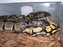 Pastel breeding