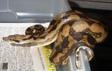 CA Motley Female