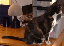 cathy profile