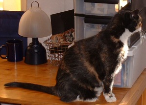 cathy profile