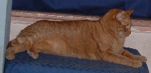 purrfile