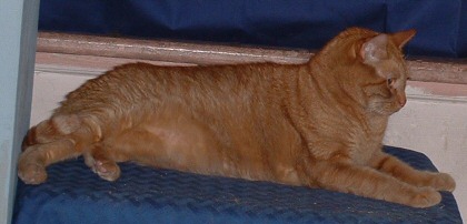 purrfile