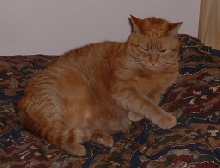 Time fur a nap