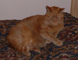 Time fur a nap