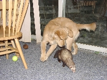 Sienna and Frodo