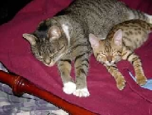 Best lazy friends