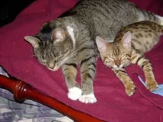 Best lazy friends