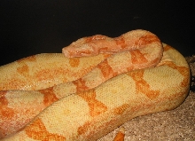 2004 sunglow