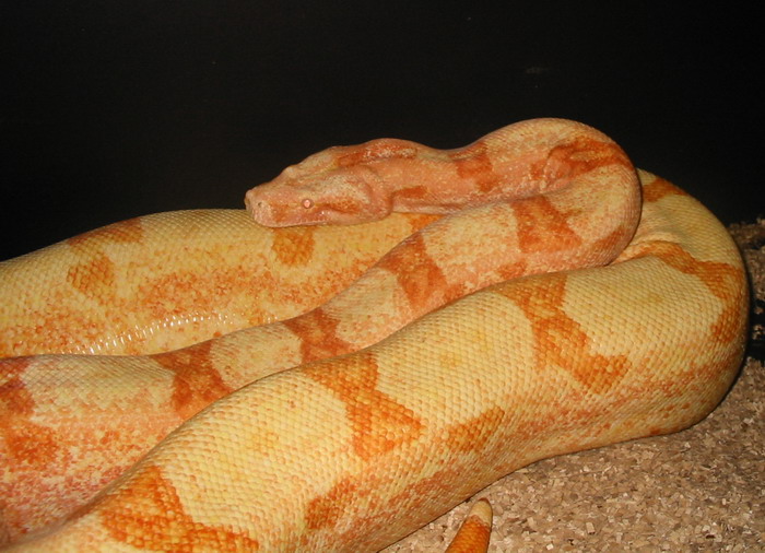 2004 sunglow