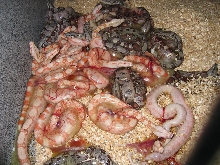 66 prove out albino