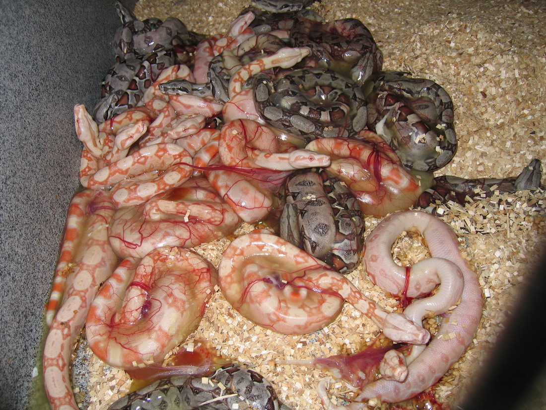 66 prove out albino