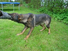 dutch female GSD
