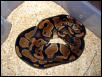 is she gravid Ball B