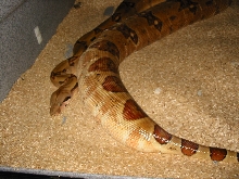 Gravid DH SUnglow