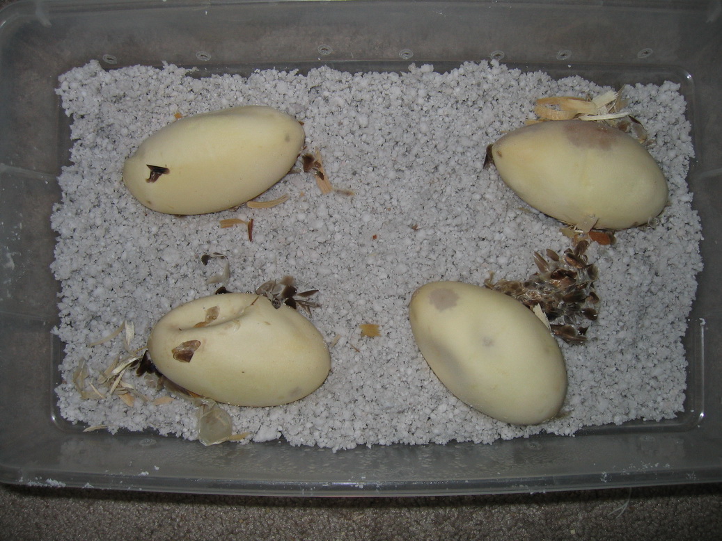 egg 1