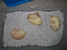 egg 2