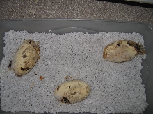 egg 3