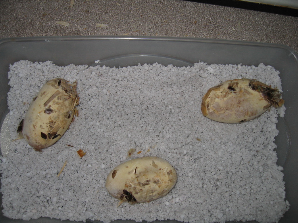 egg 3