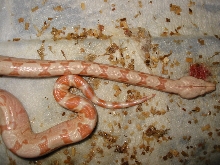 albino or sunglow