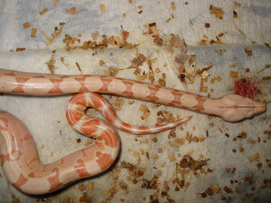 albino or sunglow