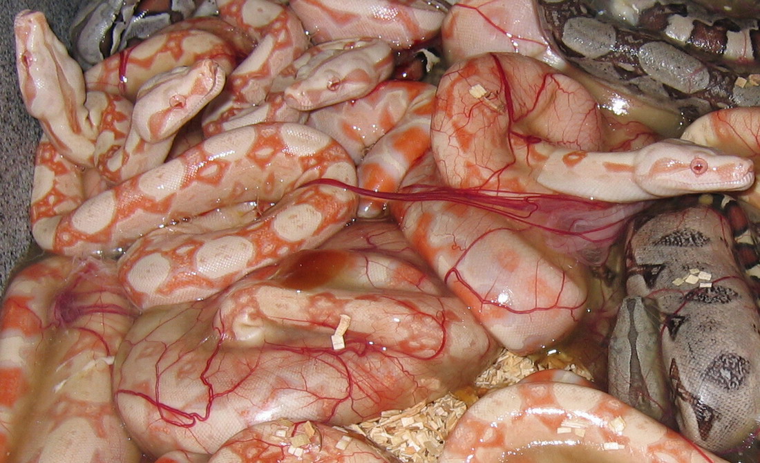 albinos in sac