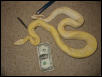 Male albino boa