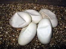 ball eggs