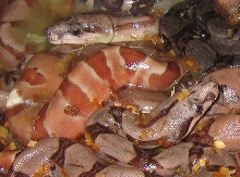 nice salmon