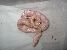 premie albino
