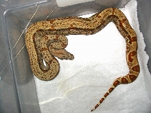 strange hypo