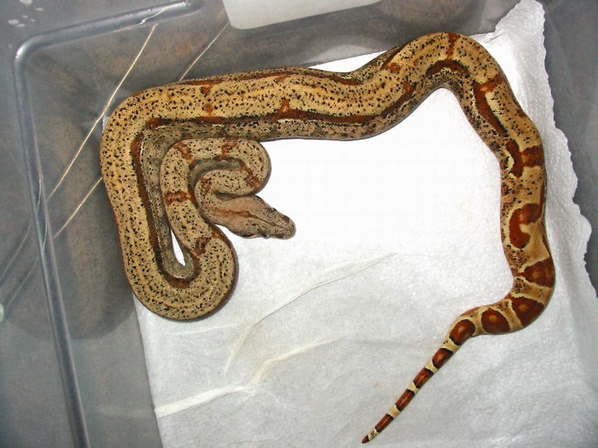 strange hypo