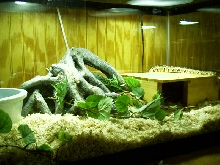 ball python enclosure