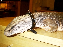 Cinder(savanah monitor)