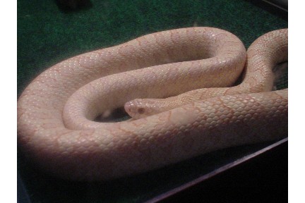 Albino (*) Prairie King